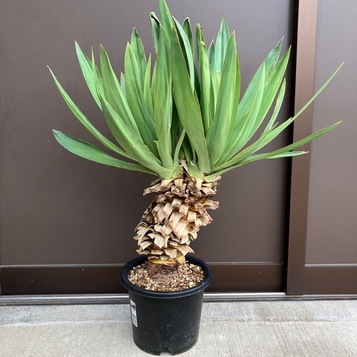 ユッカ・グロリオサ  2ヘッド　ダブルヘッド