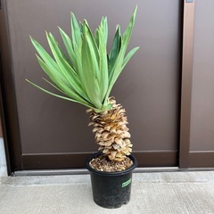ユッカ・グロリオサ  2ヘッド　ダブルヘッドの画像