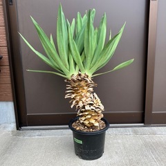 ユッカ・グロリオサ  2ヘッド　ダブルヘッドの画像