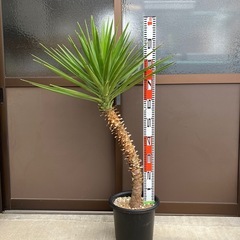 ユッカ・アロイフォリアの画像