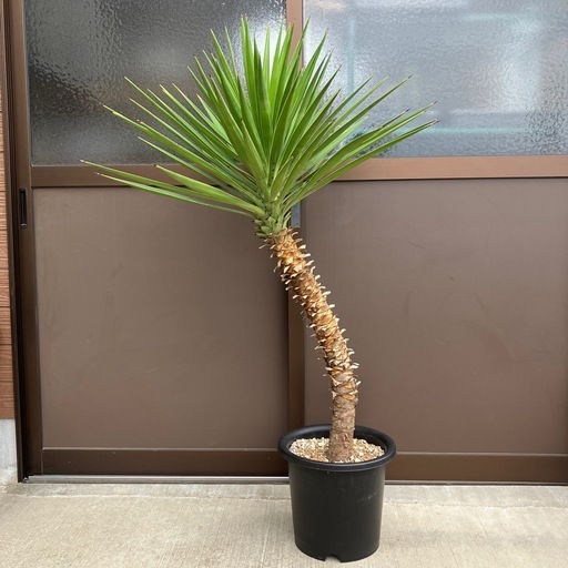 ユッカ・アロイフォリア