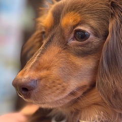 カニンヘンダックスフンド