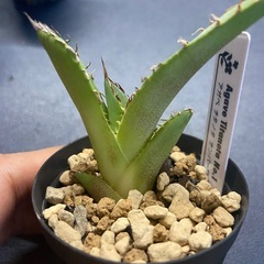 多肉植物　アガベ　チタノタ　ナンバーワン錦の画像