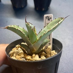 多肉植物　アガベ　チタノタ　ブラック　アンド　ブルー①の画像