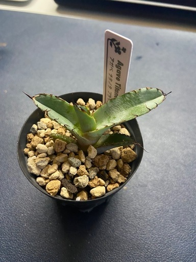 カクタスグリーン フィリグリー アガベ チタノタ カクタスグリーン