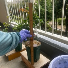 薔薇　　シャリファ.アスマ苗木
の画像