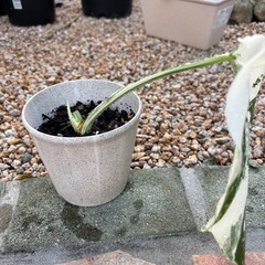 モンステラ斑入り
の画像