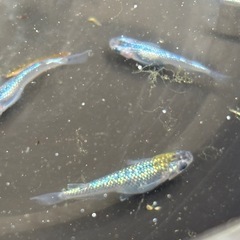 サファイアメダカの画像