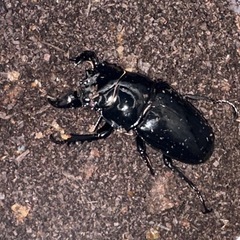 タランドゥスオオツヤクワガタ　ペアの画像