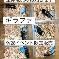 🌈ギラファ生体販売会✨昆虫くじ✨わいわい市藤沢店✨