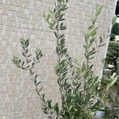 オリーブ　カット枝　20本　挿し木にの画像
