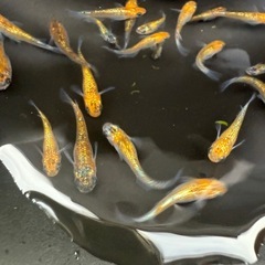 メダカ‼️クラース全部の画像
