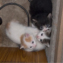 受付終了　事前募集　生後1ヶ月の可愛い仔猫🐈🐈‍⬛🐈　