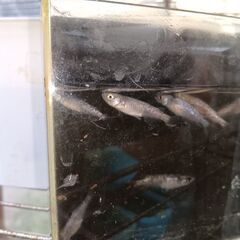 銀墨メダカ６匹くらいの画像
