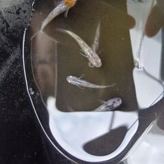 銀墨メダカ６匹くらいの画像