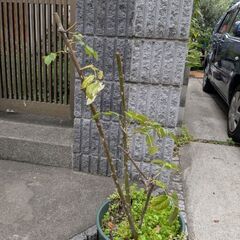 大幅値下げ！つるバラ大苗【バフビューティー】の画像