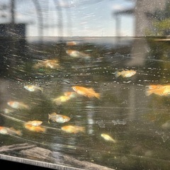 ヒカリ体型MIXメダカの画像