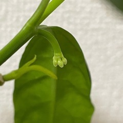 ホヤ　ソロケンシスの画像