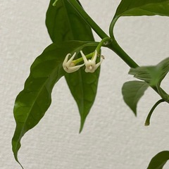 ホヤ　ソロケンシスの画像