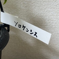 ホヤ　ソロケンシスの画像