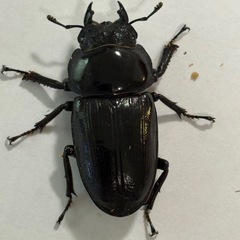 オオクワガタ　阿古谷産　【新成虫ペア！】　🤗の画像
