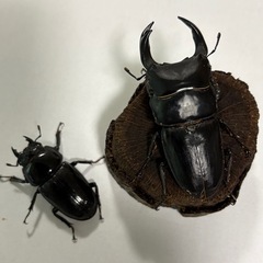 オオクワガタ　阿古谷産　【新成虫ペア！】　🤗の画像