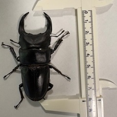 オオクワガタ　阿古谷産　【新成虫ペア！】　🤗の画像