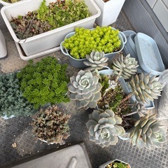 多肉植物（鉢ごと）②の画像