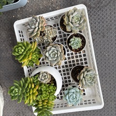 多肉植物（鉢ごと）②の画像