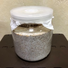 能勢YG血統 国産オオクワガタ 3令幼虫♂1頭33.1g 1400cc菌糸クリアボトル入りの画像