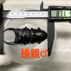 能勢YG血統 国産オオクワガタ 初令〜2令幼虫 3頭 ♂87.1㎜×♀51.6㎜ 120cc菌糸プリンカップ入の画像