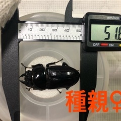 能勢YG血統 国産オオクワガタ 初令〜2令幼虫 3頭 ♂87.1㎜×♀51.6㎜ 120cc菌糸プリンカップ入の画像