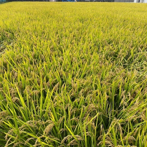 令和7年玄米キヌムスメ30キロ