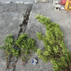 チャーギ　　100円の画像