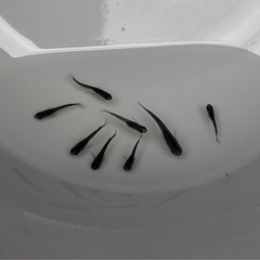 メダカ　オロチ❗️ 今年生まれ　若魚❗️ ８匹　めだかの画像