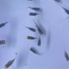 深海ダルマメダカ（ダルマ〜ショート）の画像