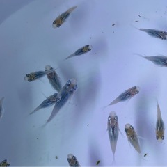 深海ダルマメダカ（ダルマ〜ショート）の画像