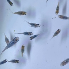 深海ダルマメダカ（ダルマ〜ショート）の画像