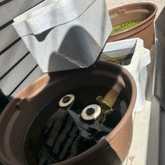 メダカ　の画像