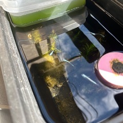メダカ　の画像
