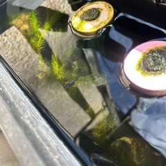 メダカ　の画像