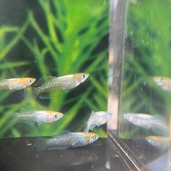 メダカ、レアハイビスカス🌺
の画像