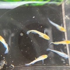 メダカ、レアハイビスカス🌺
の画像