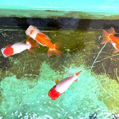 高品質 愛媛血統らんちゅう 金魚 色濃いめ 更紗☆四つ尾 太身 フンタン尾型も良く オス2 メス2 産卵経験ありの画像