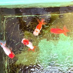 高品質 愛媛血統らんちゅう 金魚 色濃いめ 更紗☆四つ尾 太身 フンタン尾型も良く オス2 メス2 産卵経験ありの画像