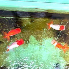 高品質 愛媛血統らんちゅう 金魚 色濃いめ 更紗☆四つ尾 太身 フンタン尾型も良く オス2 メス2 産卵経験ありの画像