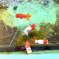 高品質 愛媛血統らんちゅう 金魚 色濃いめ 更紗☆四つ尾 太身 フンタン尾型も良く オス2 メス2 産卵経験ありの画像