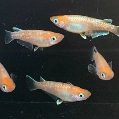 25-5 メダカ　 アマテラス　2ペア+メス1匹(5匹  画像個体現物)の画像