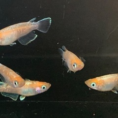 25-5 メダカ　 アマテラス　2ペア+メス1匹(5匹  画像個体現物)の画像