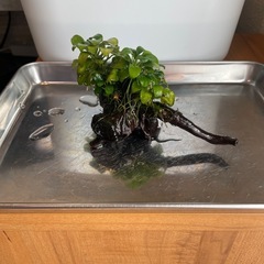 アヌビアスナナ【流木付き】の画像